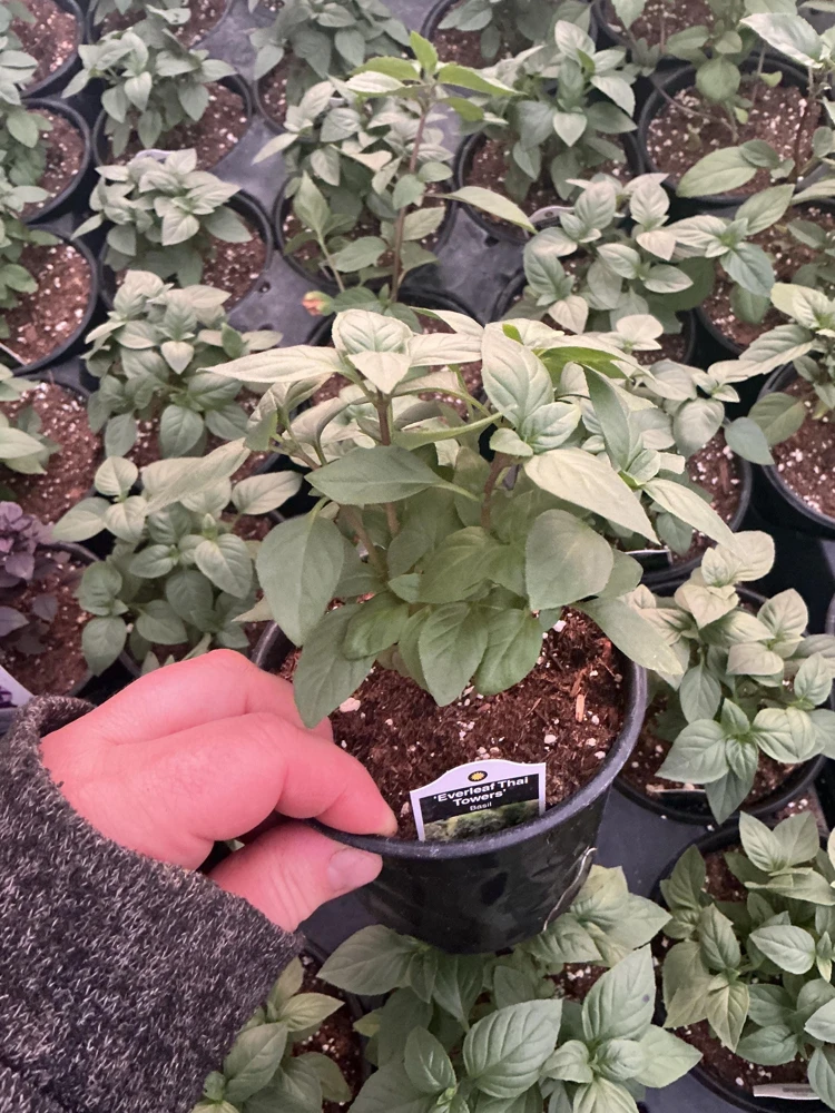 Everleaf Thai Towers Basil Live Plant – 4.5 inch Pot – Aromatic Herb - Image 4