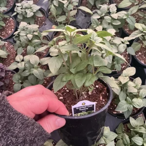 Everleaf Thai Towers Basil Live Plant – 4.5 inch Pot – Aromatic Herb - Image 5