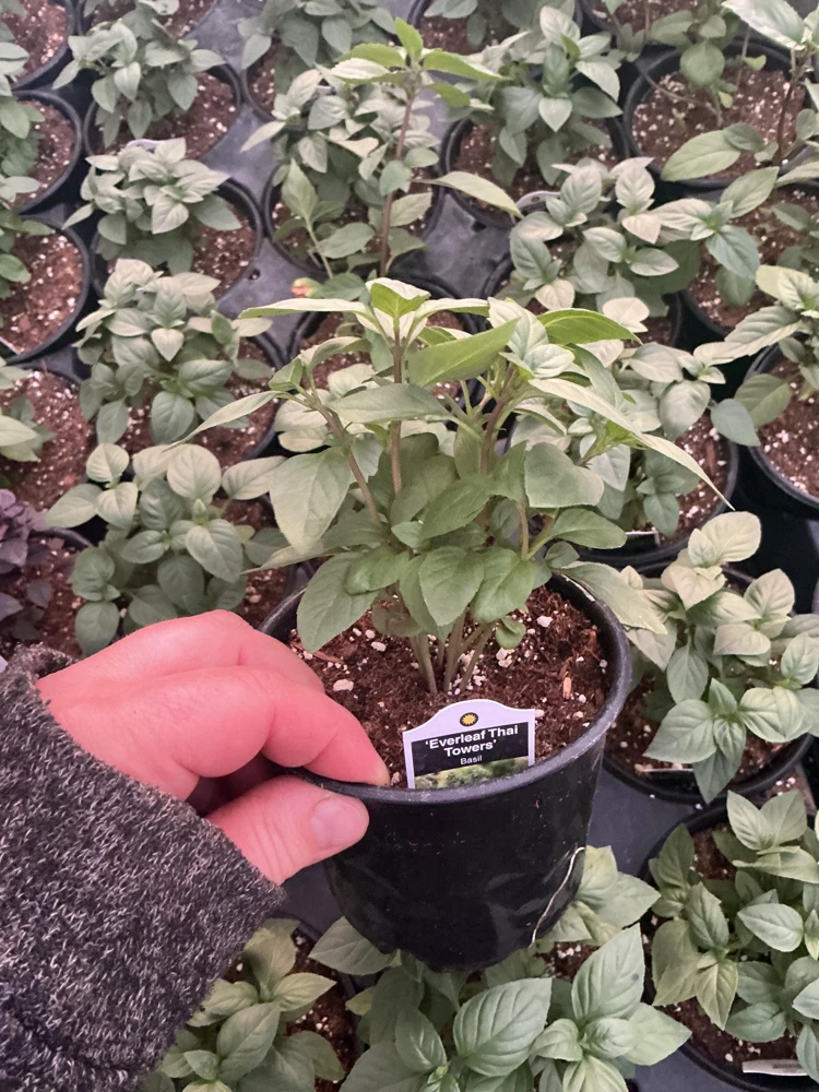 Everleaf Thai Towers Basil Live Plant – 4.5 inch Pot – Aromatic Herb - Image 5