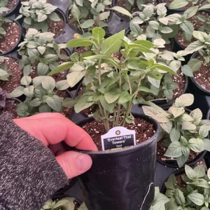 Everleaf Thai Towers Basil Live Plant – 4.5 inch Pot – Aromatic Herb - Image 6