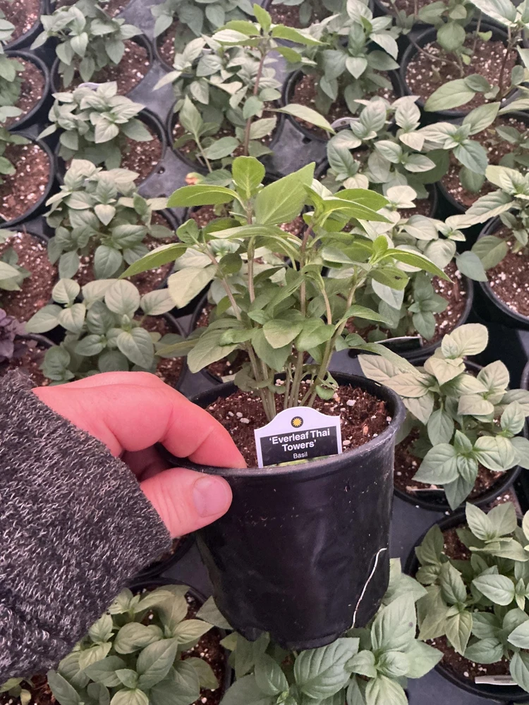 Everleaf Thai Towers Basil Live Plant – 4.5 inch Pot – Aromatic Herb - Image 6
