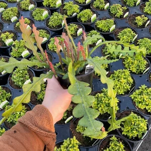 Fishbone Cactus Live Plant – Epiphyllum Anguliger – 4.6