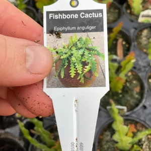 Fishbone Cactus Live Plant – Epiphyllum Anguliger – 4.6