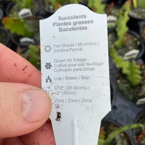Fishbone Cactus Live Plant – Epiphyllum Anguliger – 4.6