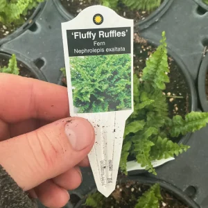 Fluffy Ruffles Fern Live Plant – Nephrolepis Exaltata – 4.5 inch Pot – Indoor - Image 10