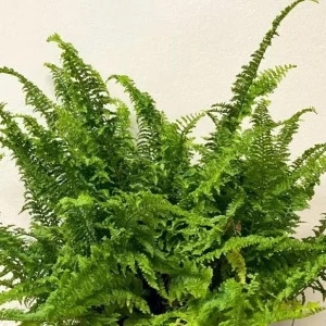 Fluffy Ruffles Fern Live Plant – Nephrolepis Exaltata – 4.5 inch Pot – Indoor - Image 2