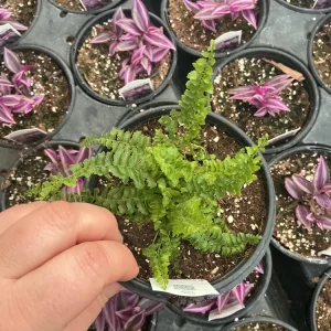 Fluffy Ruffles Fern Live Plant – Nephrolepis Exaltata – 4.5 inch Pot – Indoor - Image 3