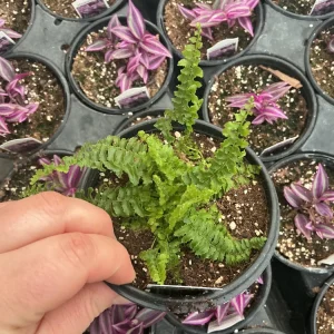 Fluffy Ruffles Fern Live Plant – Nephrolepis Exaltata – 4.5 inch Pot – Indoor - Image 4