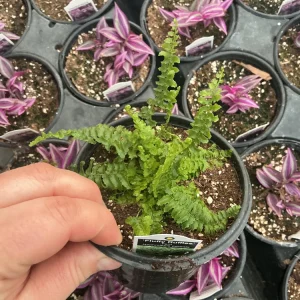 Fluffy Ruffles Fern Live Plant – Nephrolepis Exaltata – 4.5 inch Pot – Indoor - Image 5