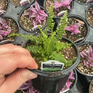 Fluffy Ruffles Fern Live Plant – Nephrolepis Exaltata – 4.5 inch Pot – Indoor - Image 6