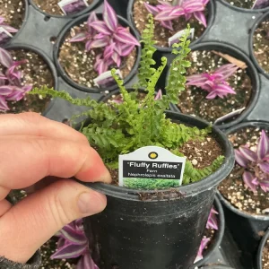 Fluffy Ruffles Fern Live Plant – Nephrolepis Exaltata – 4.5 inch Pot – Indoor - Image 7