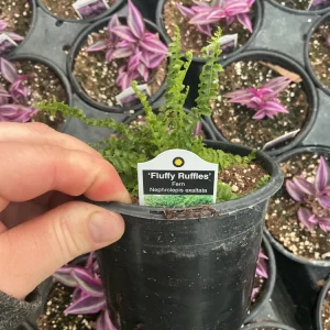 Fluffy Ruffles Fern Live Plant – Nephrolepis Exaltata – 4.5 inch Pot – Indoor - Image 8