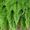 Fluffy Ruffles Fern Live Plant – Nephrolepis Exaltata – 4.5 inch Pot – Indoor - Image 1