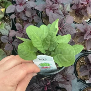 French Sorrel Live Plant - 4.5 inch Nursery Pot - Culinary Herb - Image 2