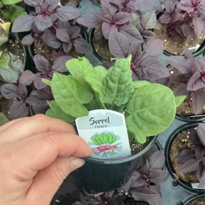 French Sorrel Live Plant - 4.5 inch Nursery Pot - Culinary Herb - Image 3