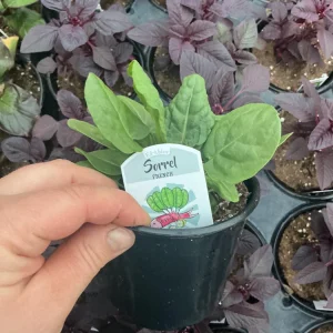 French Sorrel Live Plant - 4.5 inch Nursery Pot - Culinary Herb - Image 4