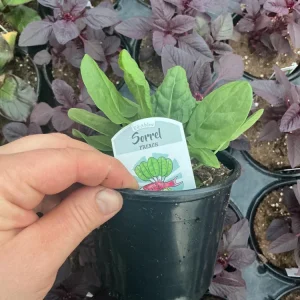 French Sorrel Live Plant - 4.5 inch Nursery Pot - Culinary Herb - Image 5