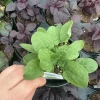French Sorrel Live Plant - 4.5 inch Nursery Pot - Culinary Herb - Image 1