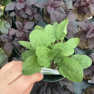 French Sorrel Live Plant - 4.5 inch Nursery Pot - Culinary Herb - Image 1