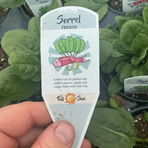 French Sorrel Live Plant - 4.5 inch Nursery Pot - Culinary Herb - Image 6