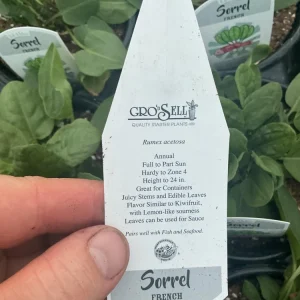 French Sorrel Live Plant - 4.5 inch Nursery Pot - Culinary Herb - Image 7