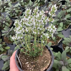 French Thyme Live Plant - 4.5 inch Pot - Culinary Herb for Garden - Image 2