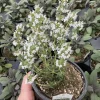 French Thyme Live Plant - 4.5 inch Pot - Culinary Herb for Garden - Image 1