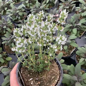 French Thyme Live Plant - 4.5 inch Pot - Culinary Herb for Garden - Image 3