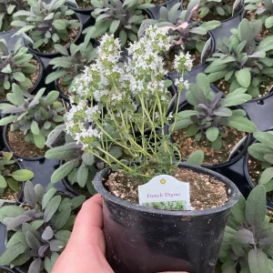 French Thyme Live Plant - 4.5 inch Pot - Culinary Herb for Garden - Image 4