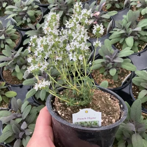 French Thyme Live Plant - 4.5 inch Pot - Culinary Herb for Garden - Image 5