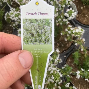 French Thyme Live Plant - 4.5 inch Pot - Culinary Herb for Garden - Image 6