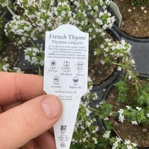 French Thyme Live Plant - 4.5 inch Pot - Culinary Herb for Garden - Image 7