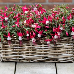Fuchsia 'Bella' Evita Live Plant – 4.5 inch Pot – Potted Houseplant – Indoor/Outdoor - Image 2