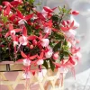 Fuchsia 'Bella' Evita Live Plant – 4.5 inch Pot – Potted Houseplant – Indoor/Outdoor - Image 1