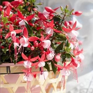 Fuchsia 'Bella' Evita Live Plant – 4.5 inch Pot – Potted Houseplant – Indoor/Outdoor - Image 1