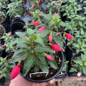 Fuchsia 'Bella' Evita Live Plant – 4.5 inch Pot – Potted Houseplant – Indoor/Outdoor - Image 3