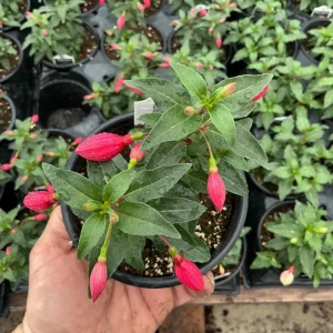 Fuchsia 'Bella' Evita Live Plant – 4.5 inch Pot – Potted Houseplant – Indoor/Outdoor - Image 4
