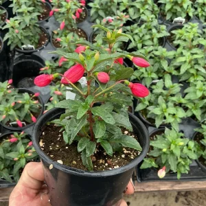 Fuchsia 'Bella' Evita Live Plant – 4.5 inch Pot – Potted Houseplant – Indoor/Outdoor - Image 5