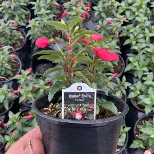 Fuchsia 'Bella' Evita Live Plant – 4.5 inch Pot – Potted Houseplant – Indoor/Outdoor - Image 6