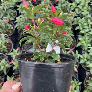 Fuchsia 'Bella' Evita Live Plant – 4.5 inch Pot – Potted Houseplant – Indoor/Outdoor - Image 7