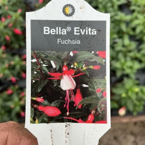 Fuchsia 'Bella' Evita Live Plant – 4.5 inch Pot – Potted Houseplant – Indoor/Outdoor - Image 8