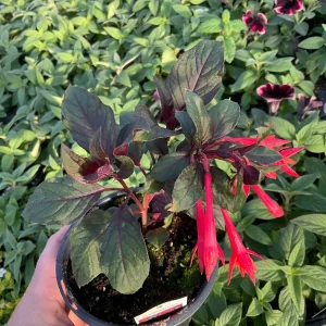 Fuchsia Live Plant – Gardenmeister Variety – 4.5 inch Pot – Outdoor Flowering - Image 2