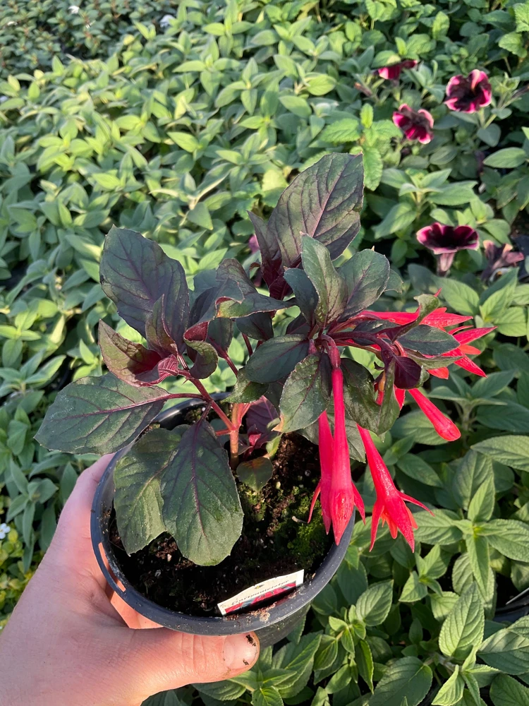 Fuchsia Live Plant – Gardenmeister Variety – 4.5 inch Pot – Outdoor Flowering - Image 2