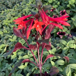 Fuchsia Live Plant – Gardenmeister Variety – 4.5 inch Pot – Outdoor Flowering - Image 3