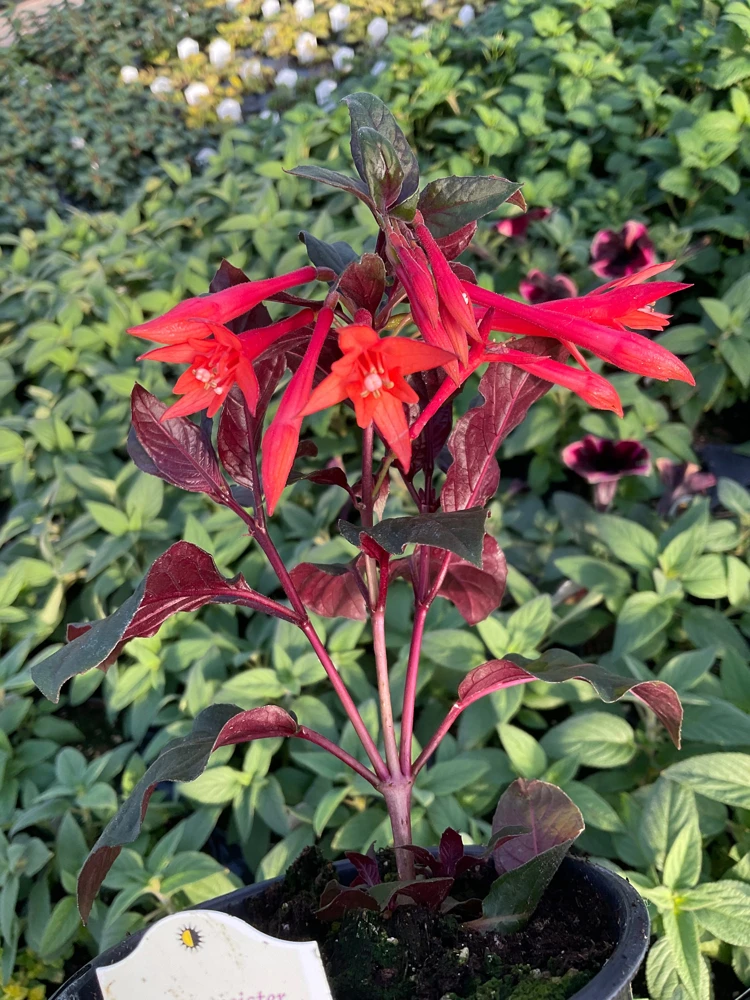Fuchsia Live Plant – Gardenmeister Variety – 4.5 inch Pot – Outdoor Flowering - Image 3