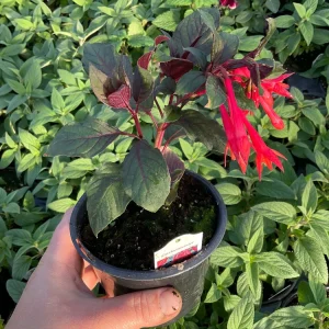 Fuchsia Live Plant – Gardenmeister Variety – 4.5 inch Pot – Outdoor Flowering - Image 4