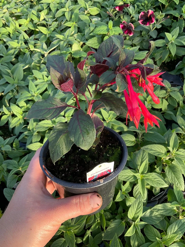 Fuchsia Live Plant – Gardenmeister Variety – 4.5 inch Pot – Outdoor Flowering - Image 4