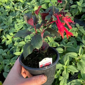 Fuchsia Live Plant – Gardenmeister Variety – 4.5 inch Pot – Outdoor Flowering - Image 5