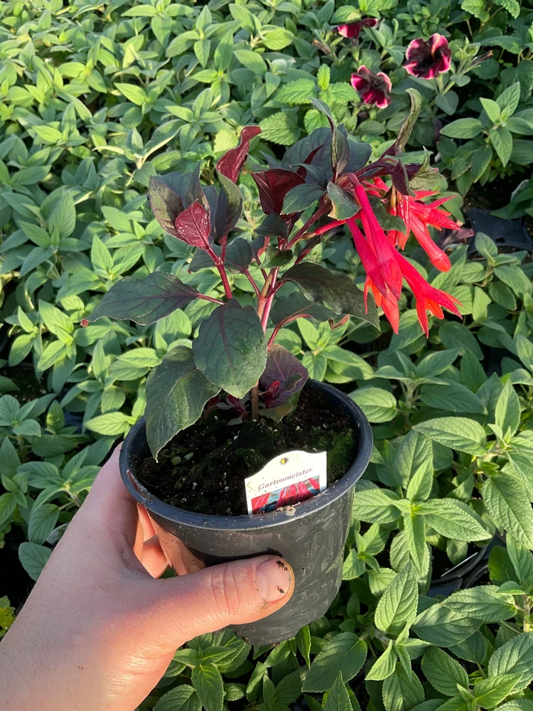 Fuchsia Live Plant – Gardenmeister Variety – 4.5 inch Pot – Outdoor Flowering - Image 5