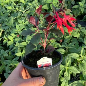 Fuchsia Live Plant – Gardenmeister Variety – 4.5 inch Pot – Outdoor Flowering - Image 6